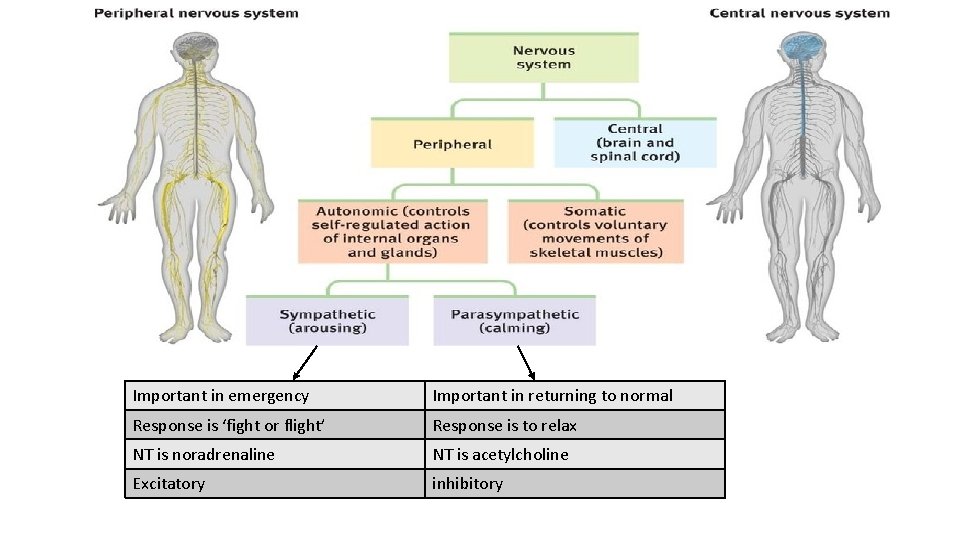 Important in emergency Important in returning to normal Response is ‘fight or flight’ Response