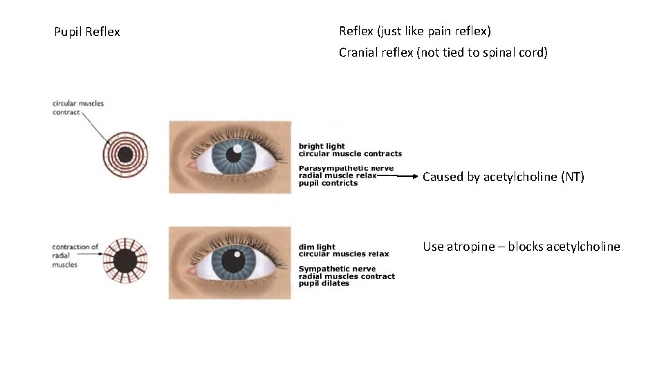 Pupil Reflex (just like pain reflex) Cranial reflex (not tied to spinal cord) Caused