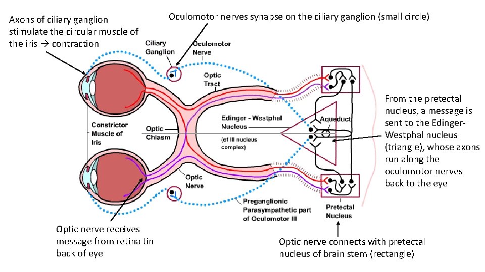 Axons of ciliary ganglion stimulate the circular muscle of the iris contraction Oculomotor nerves