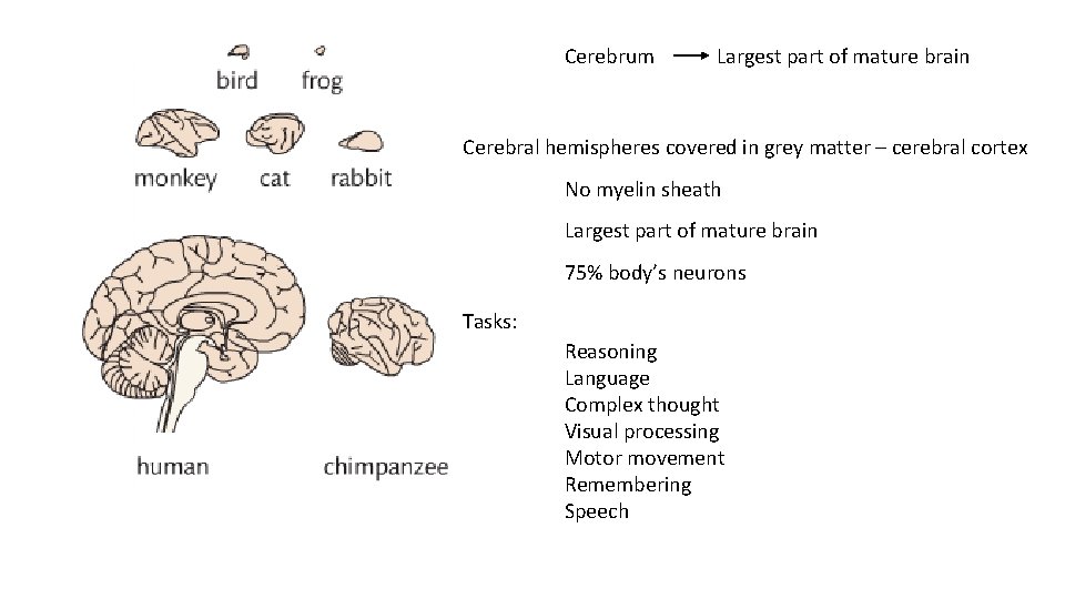 Cerebrum Largest part of mature brain Cerebral hemispheres covered in grey matter – cerebral