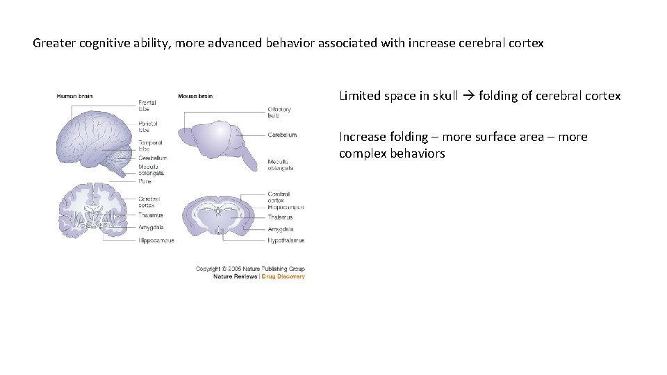 Greater cognitive ability, more advanced behavior associated with increase cerebral cortex Limited space in