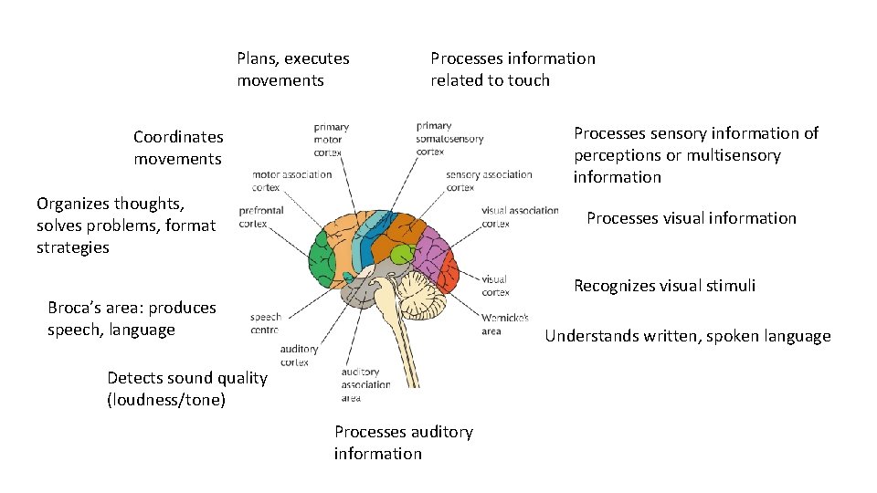 Plans, executes movements Processes information related to touch Processes sensory information of perceptions or