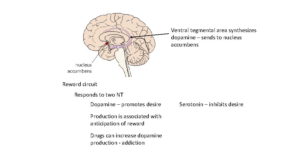 Ventral tegmental area synthesizes dopamine – sends to nucleus accumbens Reward circuit Responds to