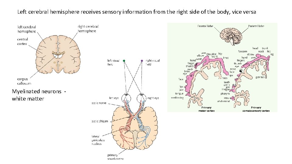 Left cerebral hemisphere receives sensory information from the right side of the body, vice