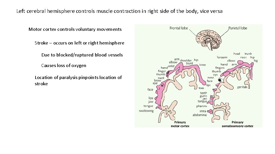 Left cerebral hemisphere controls muscle contraction in right side of the body, vice versa