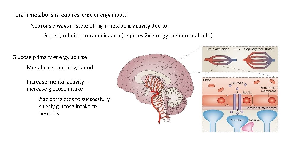 Brain metabolism requires large energy inputs Neurons always in state of high metabolic activity