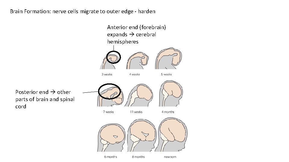 Brain Formation: nerve cells migrate to outer edge - harden Anterior end (forebrain) expands