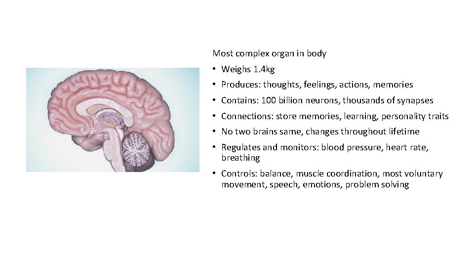Most complex organ in body • Weighs 1. 4 kg • Produces: thoughts, feelings,