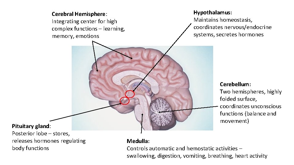 Cerebral Hemisphere: Integrating center for high complex functions – learning, memory, emotions Pituitary gland: