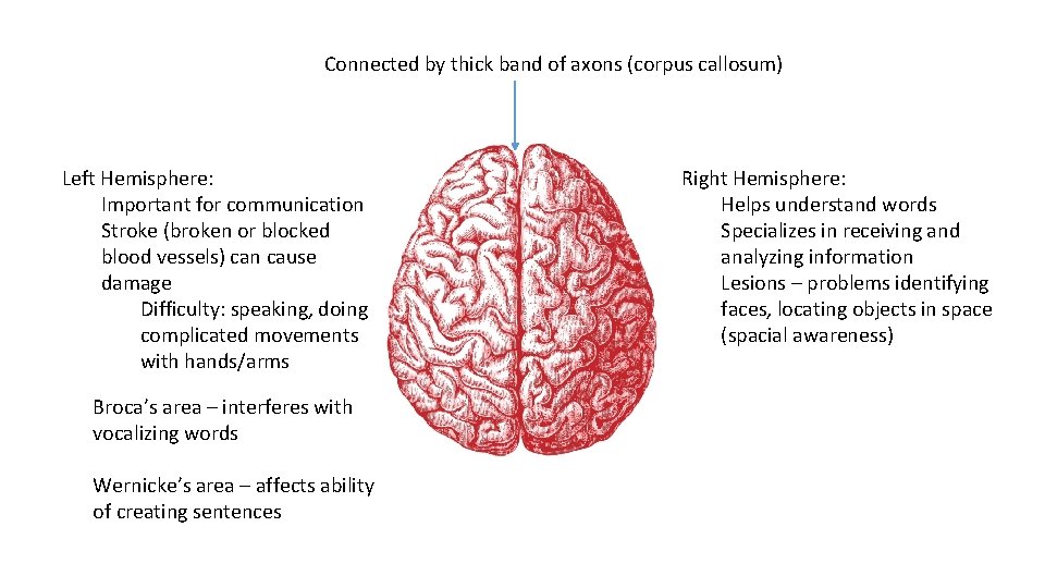 Connected by thick band of axons (corpus callosum) Left Hemisphere: Important for communication Stroke