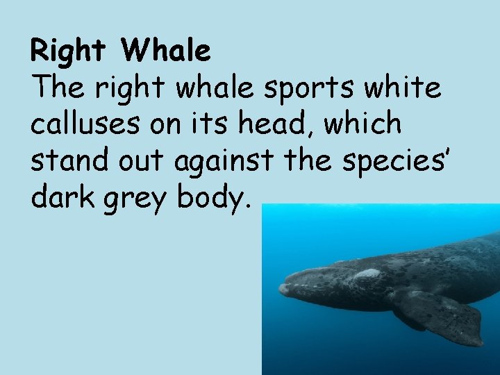 Right Whale The right whale sports white calluses on its head, which stand out