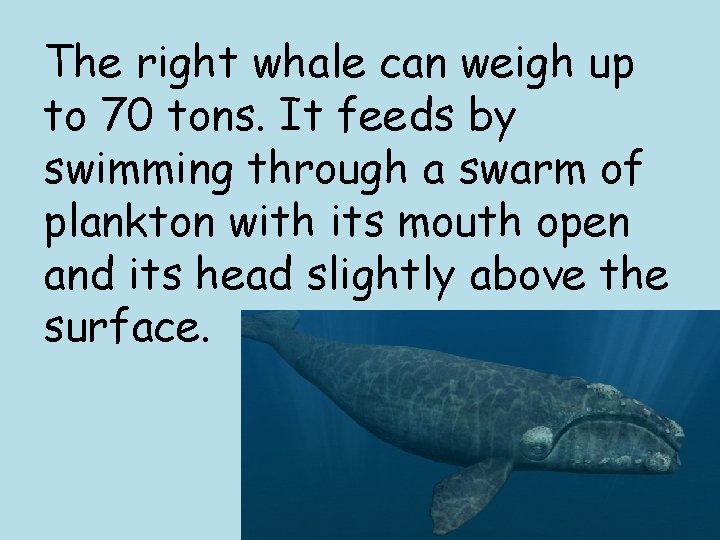 The right whale can weigh up to 70 tons. It feeds by swimming through