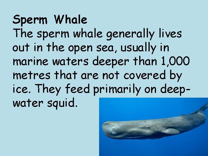 Sperm Whale The sperm whale generally lives out in the open sea, usually in