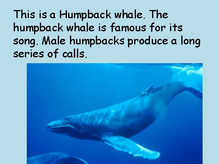 This is a Humpback whale. The humpback whale is famous for its song. Male