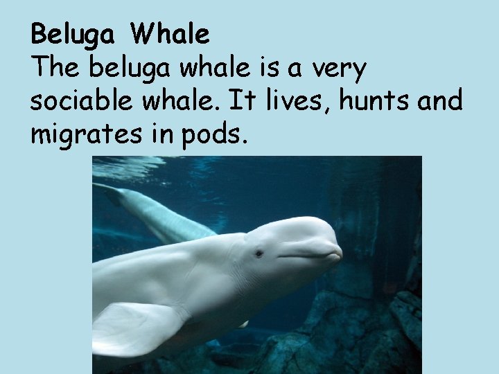 Beluga Whale The beluga whale is a very sociable whale. It lives, hunts and