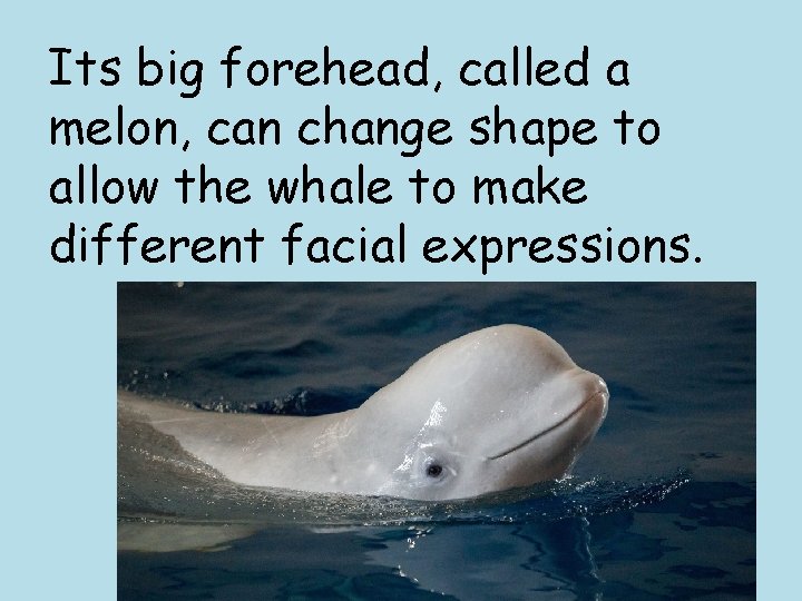 Its big forehead, called a melon, can change shape to allow the whale to