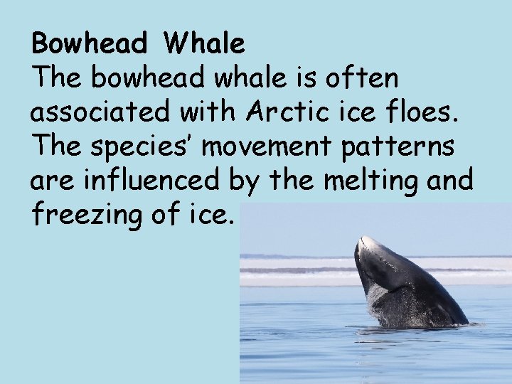 Bowhead Whale The bowhead whale is often associated with Arctic ice floes. The species’