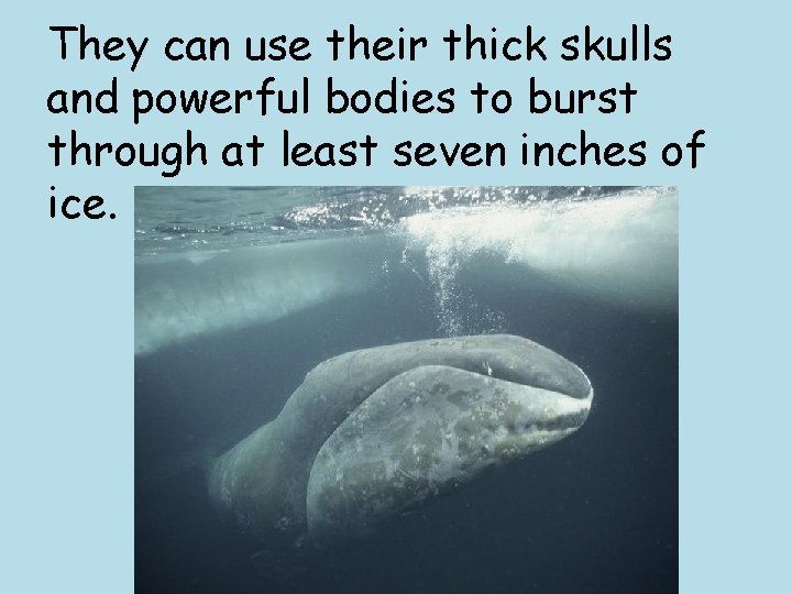 They can use their thick skulls and powerful bodies to burst through at least