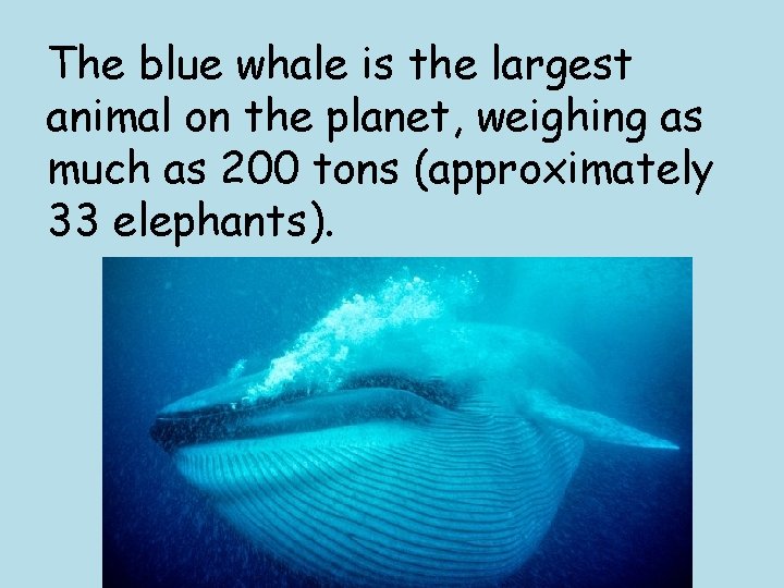 The blue whale is the largest animal on the planet, weighing as much as