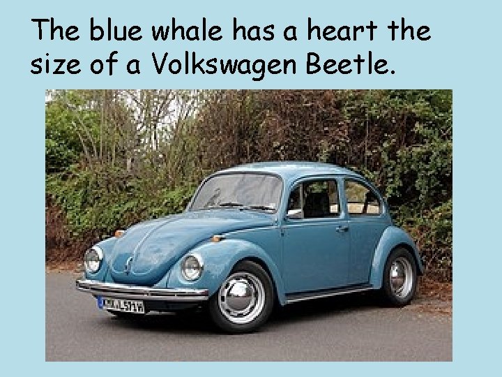 The blue whale has a heart the size of a Volkswagen Beetle. 