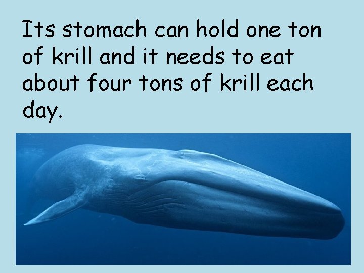 Its stomach can hold one ton of krill and it needs to eat about