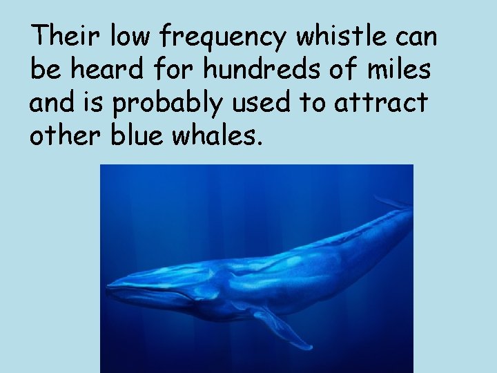 Their low frequency whistle can be heard for hundreds of miles and is probably