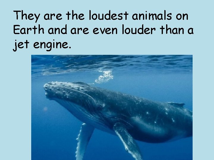 They are the loudest animals on Earth and are even louder than a jet