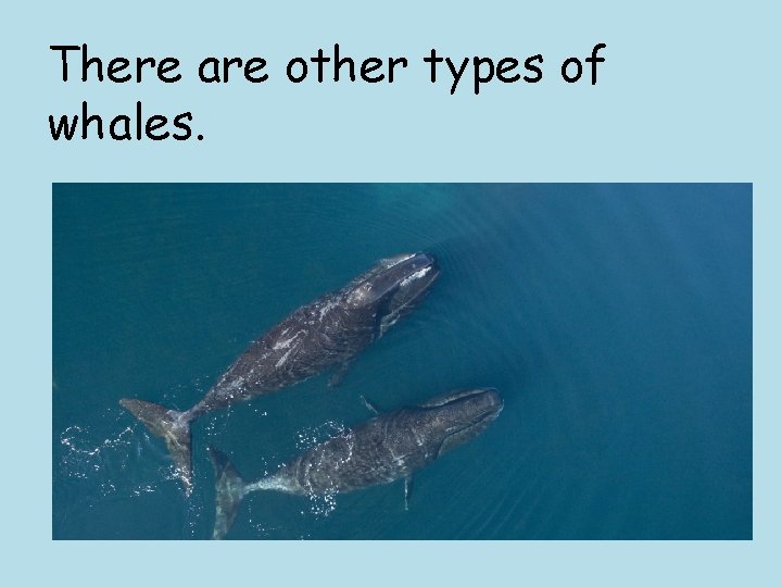 There are other types of whales. 