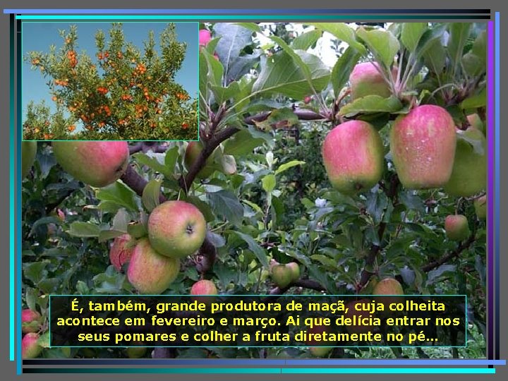 É, também, grande produtora de maçã, cuja colheita acontece em fevereiro e março. Ai