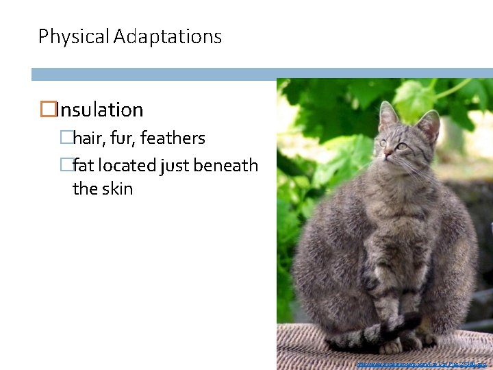Physical Adaptations �Insulation �hair, fur, feathers �fat located just beneath the skin http: //www.