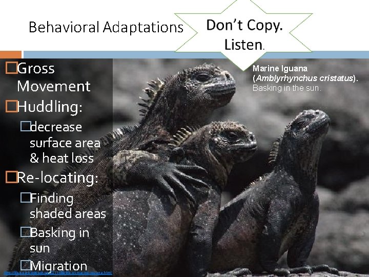 Behavioral Adaptations �Gross Movement �Huddling: �decrease surface area & heat loss �Re-locating: �Finding shaded
