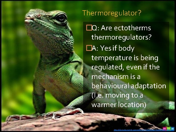 Thermoregulator? �Q: Are ectotherms thermoregulators? �A: Yes if body temperature is being regulated, even