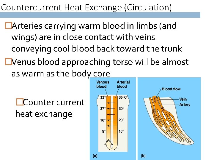 Countercurrent Heat Exchange (Circulation) �Arteries carrying warm blood in limbs (and wings) are in