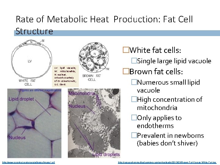 Rate of Metabolic Heat Production: Fat Cell Structure �White fat cells: �Single large lipid