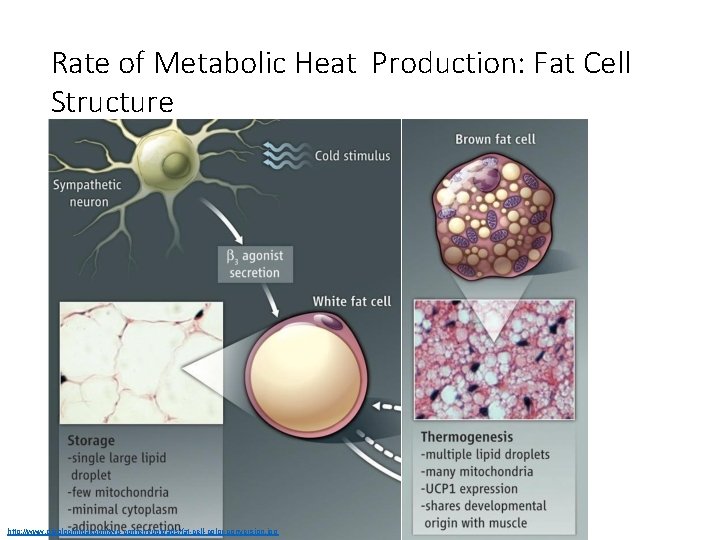 Rate of Metabolic Heat Production: Fat Cell Structure http: //www. diabloclinical. com/wp-content/uploads/fat-cell-color-conversion. jpg 
