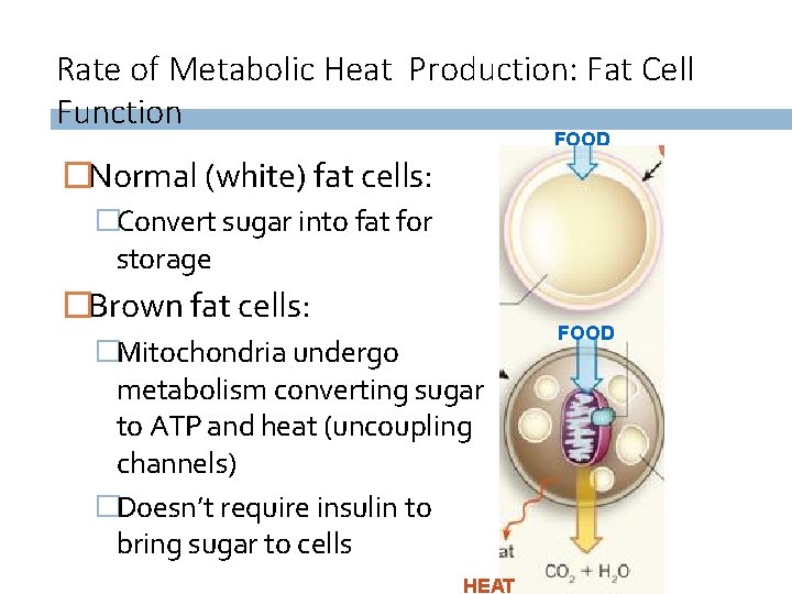 Rate of Metabolic Heat Production: Fat Cell Function FOOD �Normal (white) fat cells: �Convert