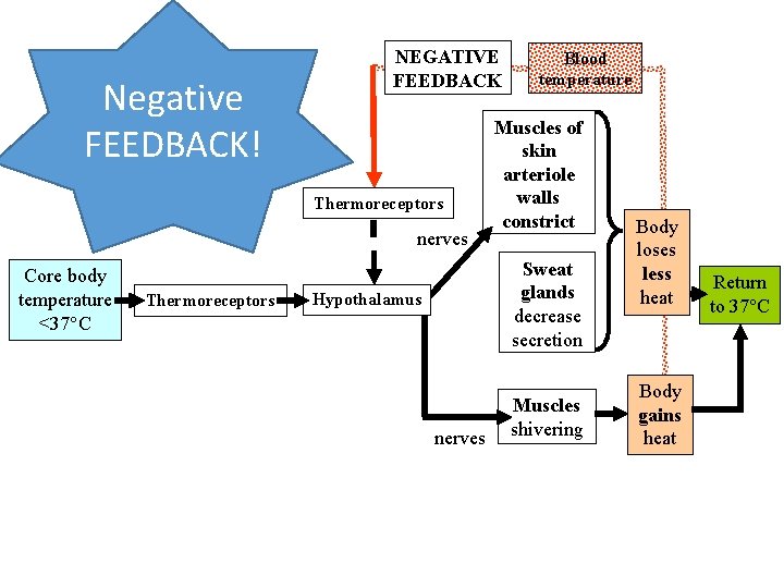 Negative FEEDBACK! NEGATIVE FEEDBACK Thermoreceptors nerves Core body temperature <37°C Thermoreceptors Blood temperature Muscles
