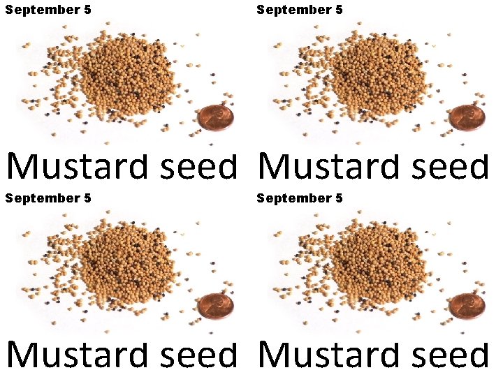 September 5 Mustard seed 