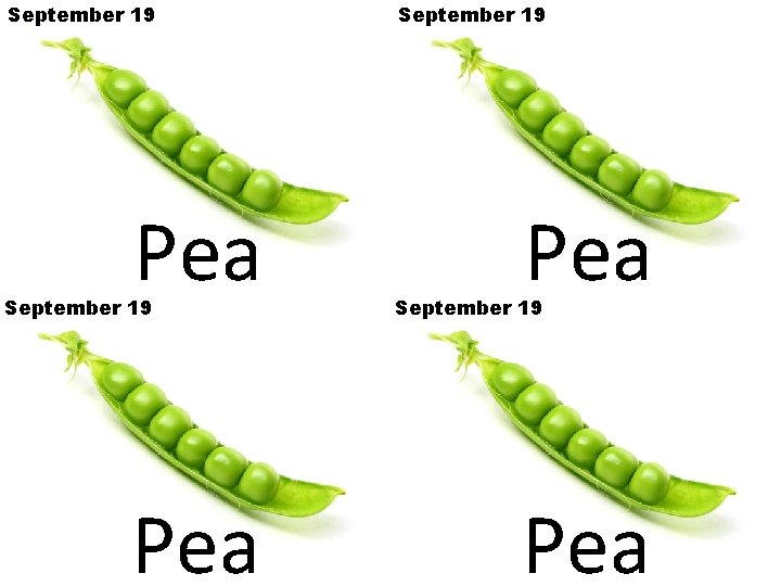 September 19 Pea 