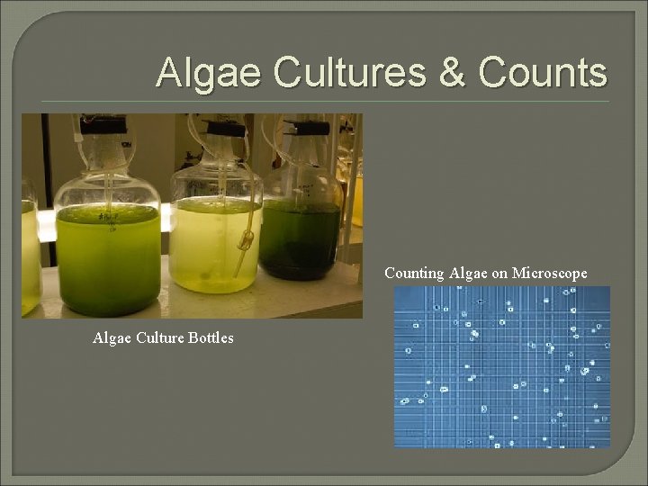 Algae Cultures & Counts Counting Algae on Microscope Algae Culture Bottles 