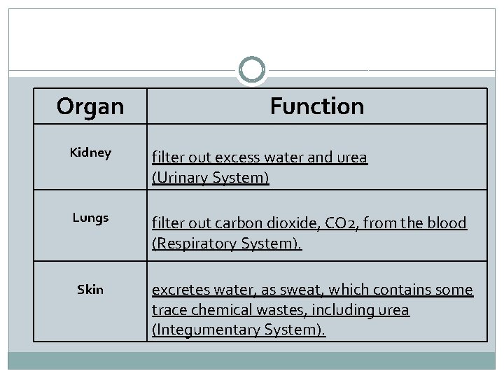 Organ Function Kidney filter out excess water and urea (Urinary System) Lungs filter out