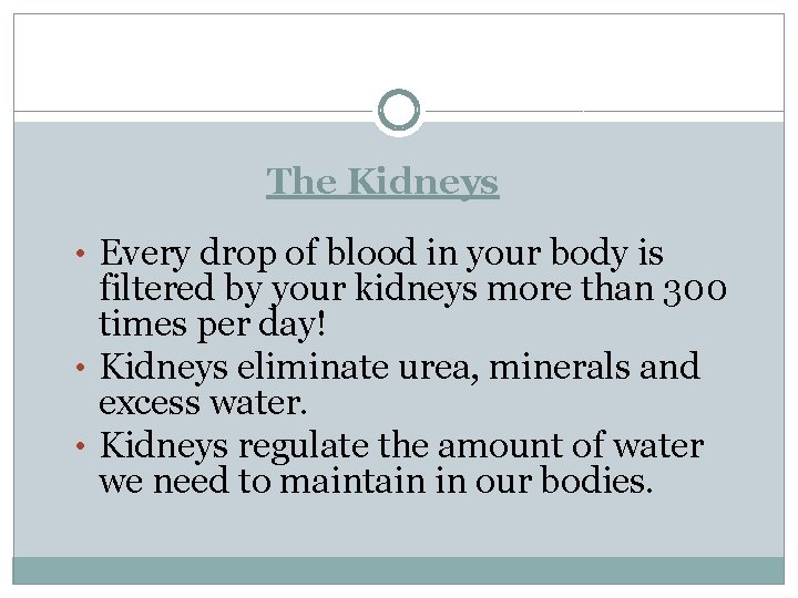 The Kidneys • Every drop of blood in your body is filtered by your