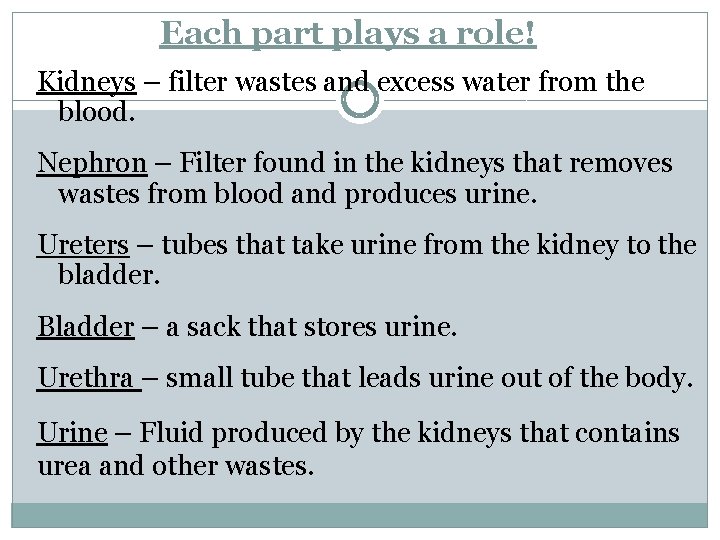 Each part plays a role! Kidneys – filter wastes and excess water from the