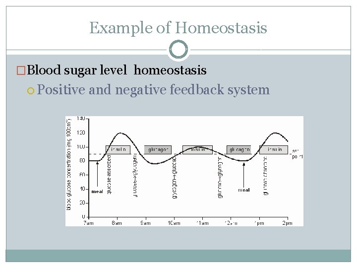 Example of Homeostasis �Blood sugar level homeostasis Positive and negative feedback system 