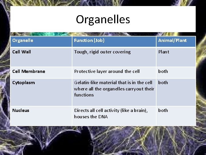 Organelles Organelle Function (Job) Animal/Plant Cell Wall Tough, rigid outer covering Plant Cell Membrane