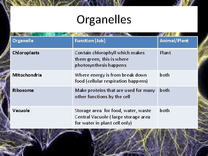 Organelles Organelle Function (Job) Animal/Plant Chloroplasts Contain chlorophyll which makes them green, this is