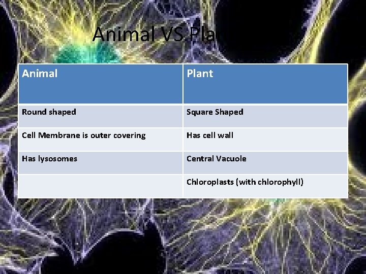 Animal VS Plant Cell Animal Plant Round shaped Square Shaped Cell Membrane is outer