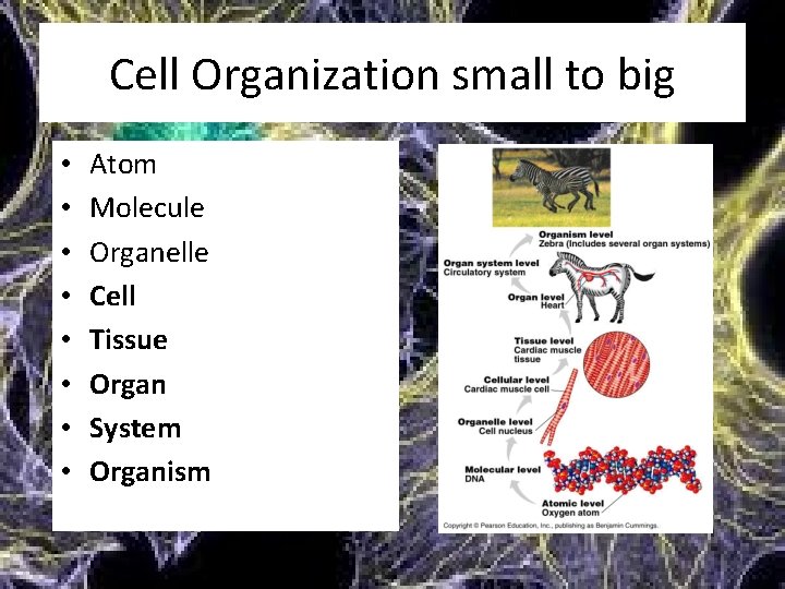 Cell Organization small to big • • Atom Molecule Organelle Cell Tissue Organ System