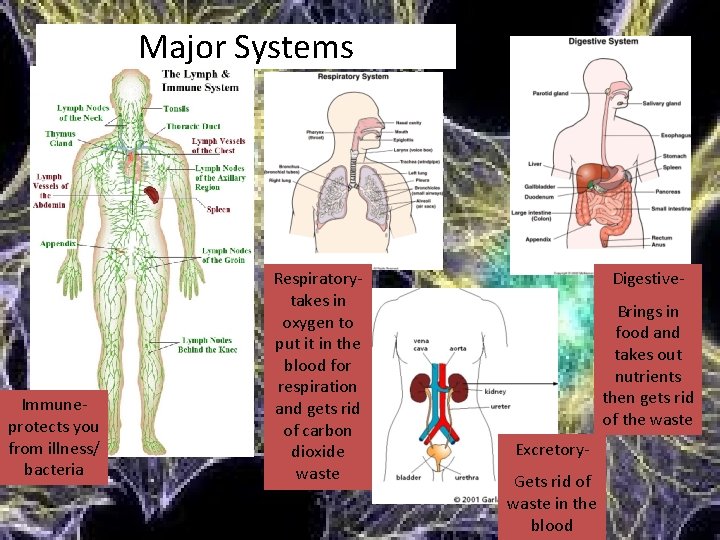 Major Systems Immuneprotects you from illness/ bacteria Respiratorytakes in oxygen to put it in