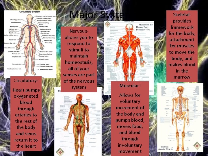 Major Systems Circulatory. Heart pumps oxygenated blood through arteries to the rest of the